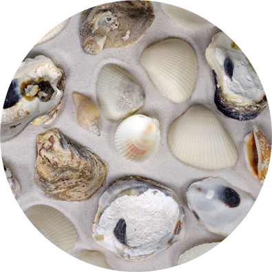 - Beach Mix Shells - Bargain Box